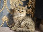 Zak - British Shorthair Cat For Sale - Brooklyn, NY, US