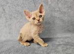 Persik - Devon Rex Cat For Sale - Brooklyn, NY, US