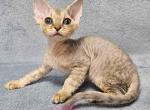 Oliver - Devon Rex Cat For Sale - Brooklyn, NY, US