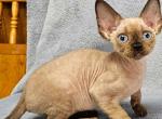 Aron - Devon Rex Cat For Sale - Brooklyn, NY, US