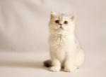 Malvinka - British Shorthair Cat For Sale - Brooklyn, NY, US