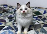 Jelly Bean - Ragdoll Cat For Sale - Tuscaloosa, AL, US