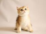 Nectarinka - British Shorthair Cat For Sale - Brooklyn, NY, US