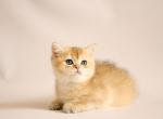 Onezhka - British Shorthair Cat For Sale - Brooklyn, NY, US