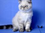 Armani - Exotic Cat For Sale - Brooklyn, NY, US