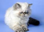 Amur - Exotic Cat For Sale - Brooklyn, NY, US