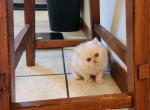 Persian Kitten - Persian Cat For Sale - Greenville, OH, US