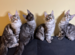 maine coon - Maine Coon Cat For Sale - IL, US