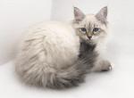 Becca - Siberian Cat For Sale - North Port, FL, US