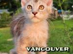 VANCOUVER - Maine Coon Cat For Sale - Pensacola, FL, US