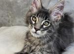 TROPHY - Maine Coon Cat For Sale - Pensacola, FL, US