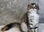 TEQUILA - Maine Coon Cat For Sale - Pensacola, FL, US