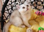 Zefira - Scottish Straight Cat For Sale - New York, NY, US