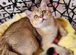 Mango - Scottish Straight Cat For Sale - New York, NY, US