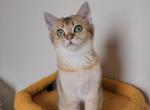 Cleo - Scottish Straight Kitten For Sale - New York, NY, US