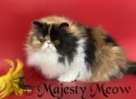 Karmenn - Persian Cat For Sale - Yucca Valley, CA, US