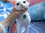 Pink pink - Devon Rex Cat For Sale - San Jose, CA, US