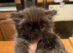 CFA Champion Bloodline Black Male Persian Kitten - Persian Kitten For Sale - Conyers, GA, US