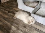 CFA Registered Himalayan Kitten - Himalayan Cat For Sale - Greenville, OH, US