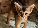 Edith - Abyssinian Cat For Sale - Odesa, Odessa Oblast, UA