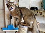 Atos - Somali Cat For Sale - Odesa, Odessa Oblast, UA