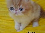 Ricky - Exotic Cat For Sale - Lemont, IL, US