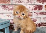 Ian - Scottish Fold Cat For Sale - Joplin, MO, US