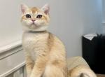 Lily - British Shorthair Cat For Sale - Philadelphia, PA, US