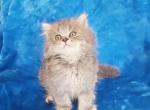 Cloud - British Shorthair Kitten For Sale - New York, NY, US