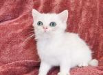 Diamond - British Shorthair Cat For Sale - New York, NY, US