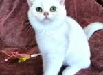 Legend - British Shorthair Cat For Sale - New York, NY, US