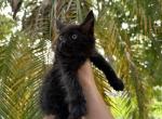 Duke - Maine Coon Cat For Sale - Hollywood, FL, US