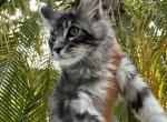 Simba - Maine Coon Cat For Sale - Hollywood, FL, US