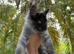 Max - Maine Coon Cat For Sale - Hollywood, FL, US