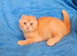 Fire - Scottish Fold Cat For Sale - New York, NY, US