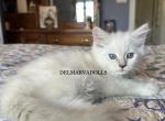 Lilac Lynx Mink Mitted Male Ragdoll2 - Ragdoll Cat For Sale - Rising Sun, MD, US