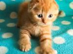 Orange scottish fold boy red classic tabby - Scottish Fold Kitten For Sale - 