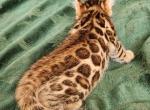 Charley - Bengal Cat For Sale - La Pine, OR, US