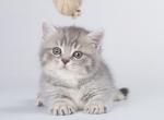 Piero munchkin blue tabby baby boy with short legs - Munchkin Cat For Sale - CA, US