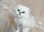 Scottish fold - Scottish Fold Kitten For Sale - Thornton, CO, US