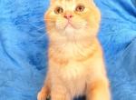 Sebastian - Scottish Fold Cat For Sale - New York, NY, US