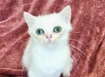 Diamond - British Shorthair Kitten For Sale - New York, NY, US