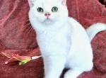 Moon - British Shorthair Cat For Sale - New York, NY, US