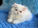 Violeta - Persian Cat For Sale - Hollywood, FL, US