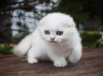 Urmas - Scottish Fold Cat For Sale - Hollywood, FL, US