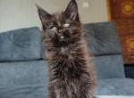 Viking - Maine Coon Cat For Sale - Hollywood, FL, US