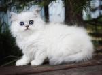 Undina - Scottish Straight Cat For Sale - Norwalk, CT, US