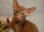 Alpha - Oriental Cat For Sale - Norwalk, CT, US