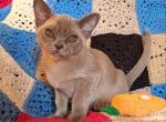 Blue Topaz - Burmese Cat For Sale - Los Angeles, CA, US