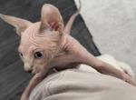 Mia - Sphynx Cat For Sale - Hollywood, FL, US